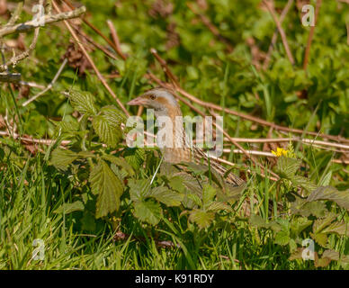 Re di quaglie ( Crex crex ) fotografia sulla isola di iona Isle of Mull western scotland isole britanniche Foto Stock