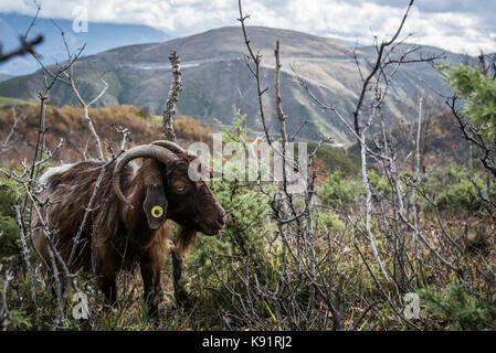 Il pascolo di capra nel nord Albania nel villaggio Petkaj vicino alla città di Kukes il 17 novembre 2014. Agricoltura riforme sono in corso in Albania Foto Stock