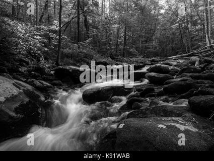 Lynn camp rebbio è uno dei due principali affluenti che compongono il polo centrale del piccolo fiume nella Great Smoky Mountain National Park è situato in tremont area del parco e vi si può accedere attraverso il polo centrale il sentiero che segue il flusso. Foto Stock