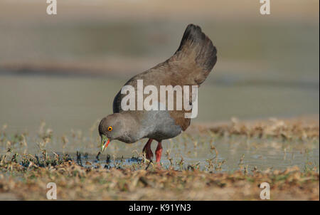 Nero-tailed native-hen,tribonyx ventralis, alla ricerca di acqua per la produzione di alimenti in corrispondenza del bordo di un outback waterhole in western queensland Foto Stock