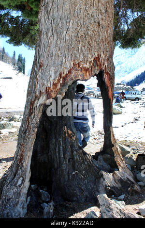 Traveler luogo di riposo nel foro di una struttura ad albero cavo. scena invernale di un vecchio albero cavo. Foto Stock