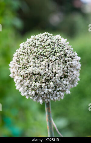 Un porro che ha lasciato al bullone e sementi, causando un bel fiore testa a sviluppare. Il Porro - Allium ampeloprasum var. porrum (L.) Foto Stock