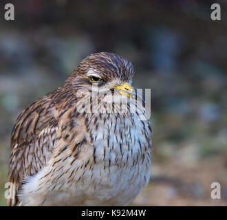 Chiudi, vista frontale dell'uccello in pietra del Regno Unito (Burhinus oedicnemus) isolato seduto a terra, guardando grumpy! Occhi gialli chiusi per metà come se fossero assonnati. Foto Stock