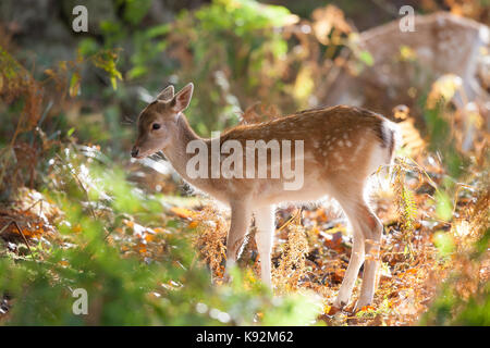 Bello, il capriolo di fava fawn (Dama dama) nel sole di autunno, nascondendosi nel sottobosco naturale britannico del bosco & foglie. Foto Stock