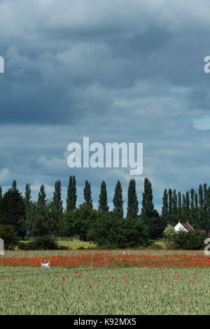 Vista panoramica del campo di grano (area recintata dove luminoso rosso papavero cresce su terreni agricoli) - Upper Poppleton, vicino a York, North Yorkshire, Inghilterra, Regno Unito. Foto Stock