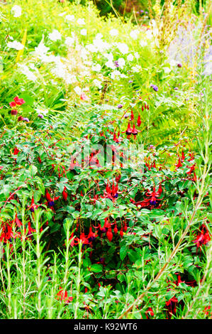 Un impianto di fucsia con rosso e viola i fiori in un giardino inglese Foto Stock