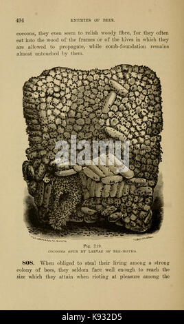Langstroth sull'alveare e il miele delle api (pagina 494) BHL18288428 Foto Stock