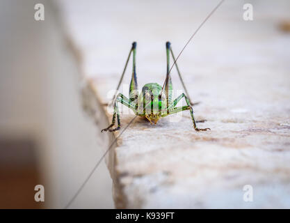 Cavalletta verde o locust macro shot su una terrazza all'aperto. verde al di fuori di insetti nel clima Mediterraneo - mare adriatico - Selve Croazia. Foto Stock