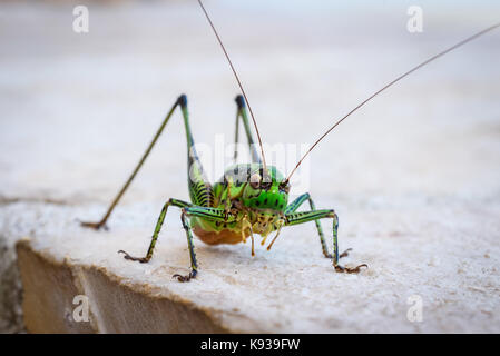 Cavalletta verde o locust macro shot su una terrazza all'aperto. verde al di fuori di insetti nel clima Mediterraneo - mare adriatico - Selve Croazia. Foto Stock