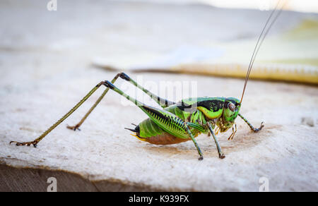 Cavalletta verde o locust macro shot su una terrazza all'aperto. verde al di fuori di insetti nel clima Mediterraneo - mare adriatico - Selve Croazia. Foto Stock