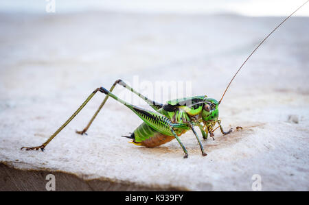 Cavalletta verde o locust macro shot su una terrazza all'aperto. verde al di fuori di insetti nel clima Mediterraneo - mare adriatico - Selve Croazia. Foto Stock