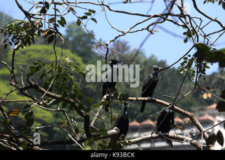 Kandy Sri Lanka cormorano indiano uccelli durante la stagione riproduttiva in albero su appeso Lago Kandy Kiri Muhuda grande lago artificiale creato nel 1807 da Sr Foto Stock