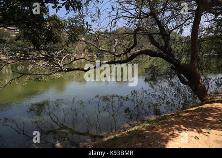 Kandy Sri Lanka Kiri Muhuda grande lago artificiale creato nel 1807 da Sri Wickrama Rajasinha cormorano indiano uccelli durante la stagione riproduttiva in albero su Foto Stock