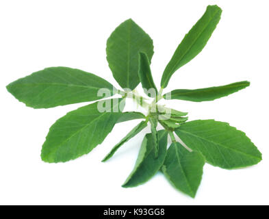 Ayurvedic Fenugreek lascia su sfondo bianco Foto Stock