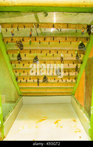 Farfalle in uno stadio di pupa in mariposario la casa delle farfalle a Mindo, Ecuador Foto Stock