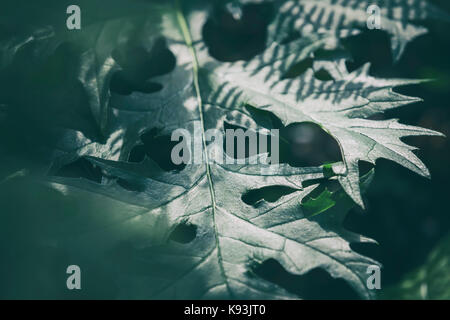 Grandi foglie palmate. Foto Stock