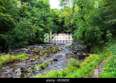 La bella forza elastica sulla cascata Cotter Beck vicino Hawes nel Yorkshire Dales National Park nello Yorkshire England Regno Unito Regno Unito Foto Stock