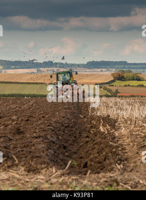 Agricoltura del Regno Unito, aratura a Foxberry Farm, Caldwell, North Yorkshire, Regno Unito con un Flock of Seagulls seguendo l'aratro Settembre 2017 con spazio di copia Foto Stock