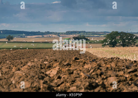 Agricoltura del Regno Unito, aratura a Foxberry Farm, Caldwell, North Yorkshire, Regno Unito con un Flock of Seagulls seguendo l'aratro Settembre 2017 con spazio di copia Foto Stock