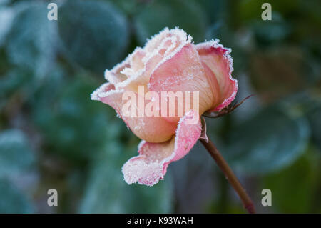 Fiori da Giardino, rose, Amburgo, Germania Foto Stock