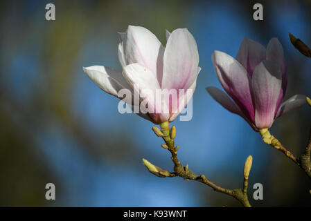 La magnolia, Amburgo, Germania Foto Stock