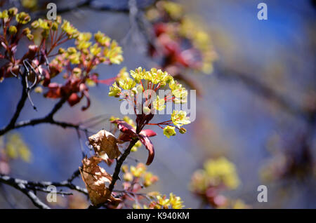 Albero di acero blossoms contro il cielo blu in primavera. Ritratto di close-up di fiori d'acero Foto Stock