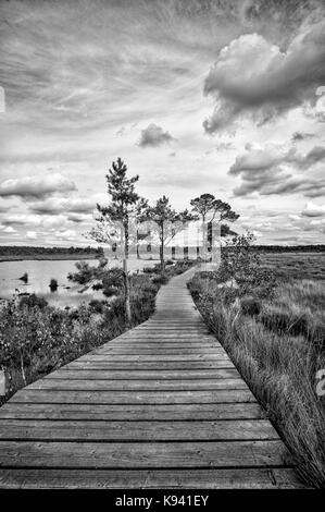 Passerella di legno sentiero natura attraverso le zone umide Foto Stock