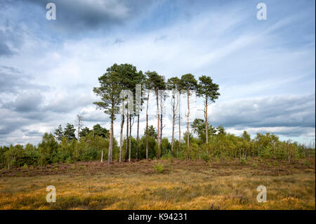 Alberi all'orizzonte con moody sky, Thursley Riserva Naturale, Foto Stock