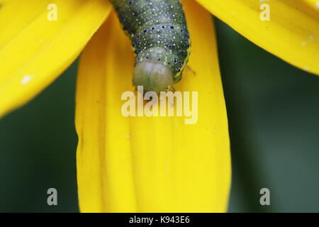 Caterpillar verde del cavolo butterfly strisciando su un fiore giallo Foto Stock