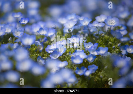 Chiusura del tappeto di baby occhi blu, nemophila insignis. Foto Stock