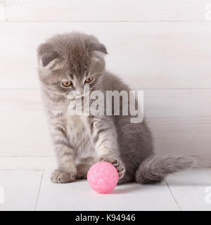 Strisce grigie gattina scottish fold è giocato con una palla rosa, lo guarda. Foto Stock