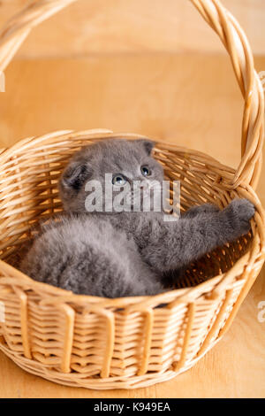 Colore gay Scottish Fold gatto in un cesto di vimini Foto Stock