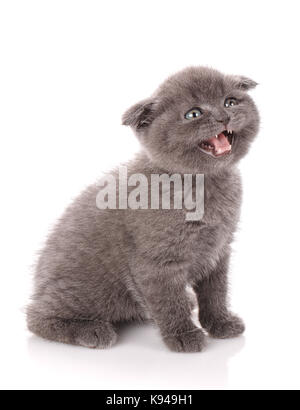 Grigio Scottish Fold cat siede su sfondo bianco con bocca aperta. un giocoso gattino. Foto Stock