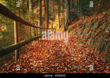 Il sentiero coperto con caduto foglie di autunno. bellissimo paesaggio. Foto Stock