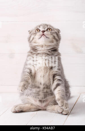 Gray striped kitten la Scottish Fold si siede sulle zampe posteriori e guarda in alto. Foto Stock