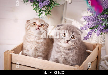 Coppia di simpatici gattini scozzese seduto in una scatola di legno e e guardando in alto Foto Stock