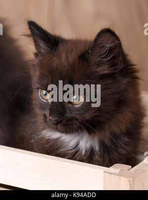 Kurilian bobtail cat ritratto Foto Stock