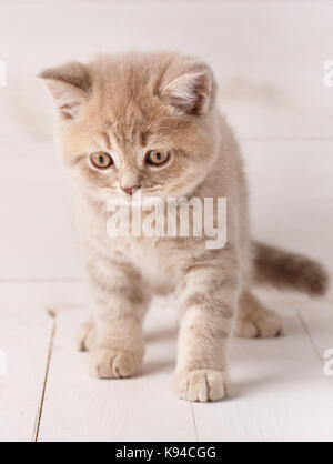 Piccolo gattino su un sfondo di legno Foto Stock