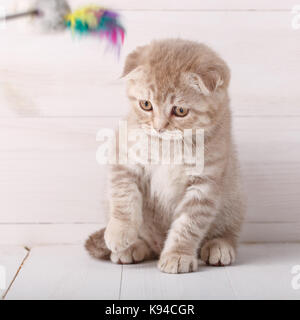 Giocoso color crema Scottish Fold cat ritratto. Foto Stock