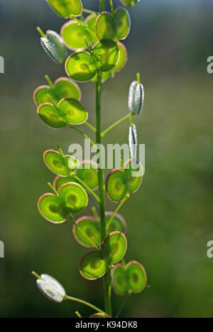 Biscutella didyma, il buckler di senape, dalla famiglia brassicaceae frutti consistente di dischi accoppiati Foto Stock