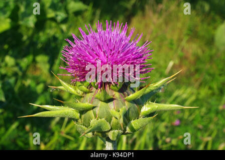 Questo è silybum mariana, il latte sthistle, dalla famiglia asteraceae Foto Stock