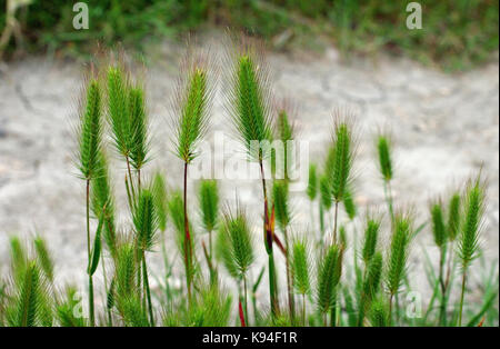 L'erba selvatica hordeum marinum, il mare di orzo o di mare di orzo, dalla famiglia poaceae Foto Stock