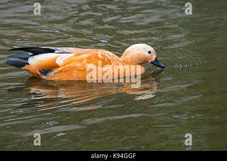 Casarca / brahminy anatra (Tadorna ferruginea / casarca ferruginea) nuoto in stagno Foto Stock