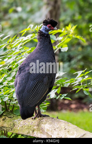 Crested faraone (guttera pucherani) nativa per l'Africa sub-sahariana Foto Stock