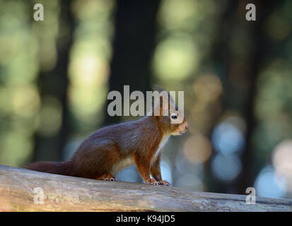 Eurasian scoiattolo rosso nel loro ambiente naturale di un bosco di pini forest arroccato su albero caduto tronco con sfondo bokeh di fondo nella luce del sole di mattina Foto Stock