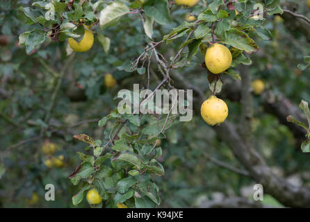 Cydonia oblonga . Le mele cotogne Frutta Bereczki sulla struttura ad albero Foto Stock