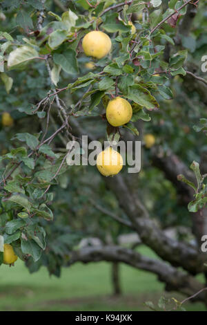 Cydonia oblonga . Le mele cotogne Frutta Bereczki sulla struttura ad albero Foto Stock