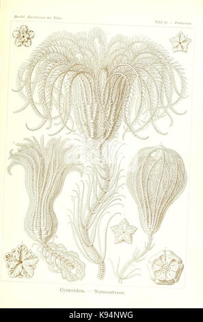 'Kunstformen der Natur' è una famosa opera di Ernst Haeckel che mostra illustrazioni artistiche di forme naturali. Le lastre dimostrano l'intricata bellezza degli organismi naturali, dalla vita marina alle strutture vegetali, sottolineando il contributo di Haeckel all'arte e alla scienza. Foto Stock