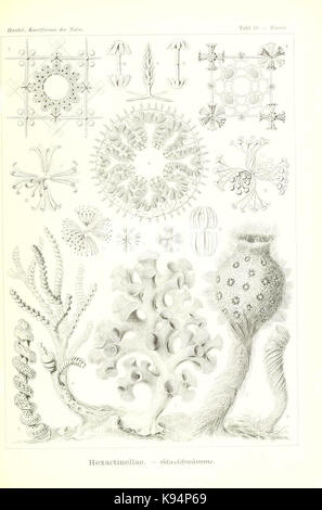 Questa illustrazione tratta da 'Kunstformen der Natur' di Ernst Haeckel raffigura intricate forme biologiche in natura, mostrando il fascino dell'artista per la simmetria e il design che si trovano negli organismi viventi. Il lavoro di Haeckel contribuì sia all'arte che alla comprensione scientifica delle strutture della natura. Foto Stock