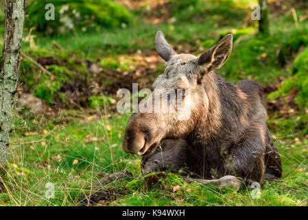 Alci (Alces alces) mucca che dorme sul muschio Terreno coperto nella foresta. Foto Stock